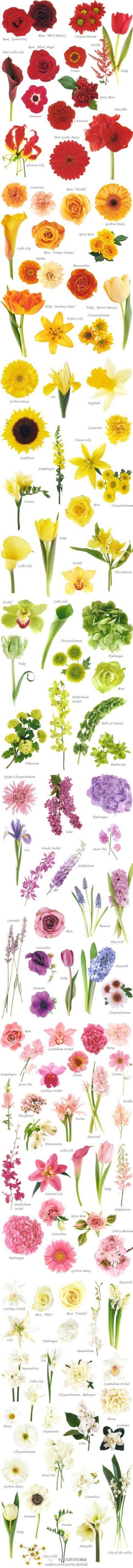 زفاف - Flower Guide