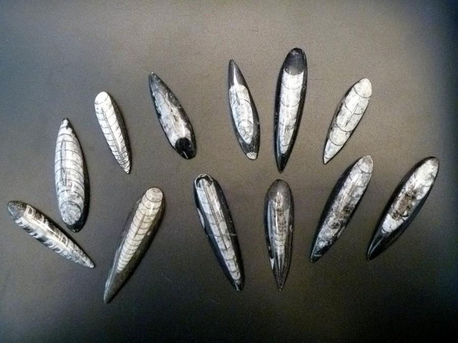 زفاف - Orthoceras fossil 2-3" polished pendant necklace gemstones rocks minerals vintage ancient ocean life jewelry