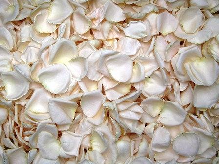 زفاف - Freeze Dried Rose Petals, Ivory, 10 cups of REAL rose petals, perfectly preserved
