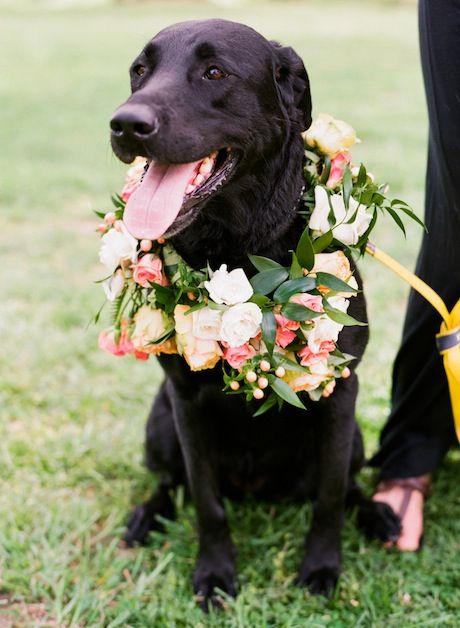 Wedding - Cute Wreath for Dog