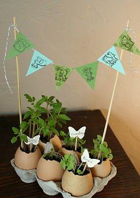 Wedding - How To Grow Seedlings