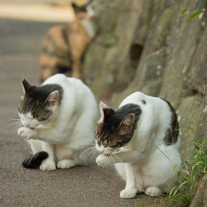 زفاف - Japanese Photographer Documents The Many Faces Of Tokyo’s Stray Cats (10  Pics)
