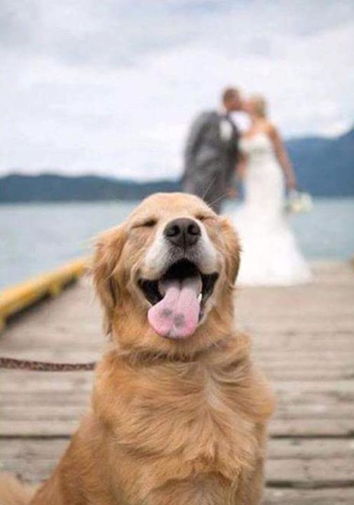 Wedding - Don't You Just Hate It When That Perfect... - Barking Mad Dog Care