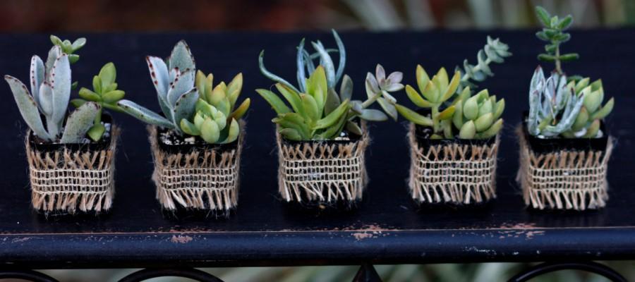 Hochzeit - Succulent Favors, Succulents in small pot,Wedding Favors,Centerpiece,Succulent Variety, Succulent Gifts, Nice variety