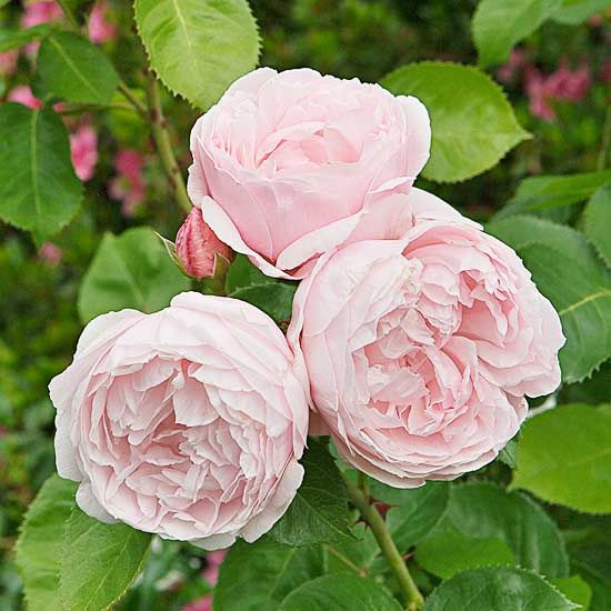 Свадьба - The Most Fragrant Roses For Your Garden