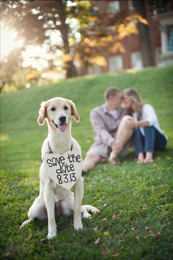 Wedding - 15 Dogs At Weddings That Will Make You Feel All The Emotions