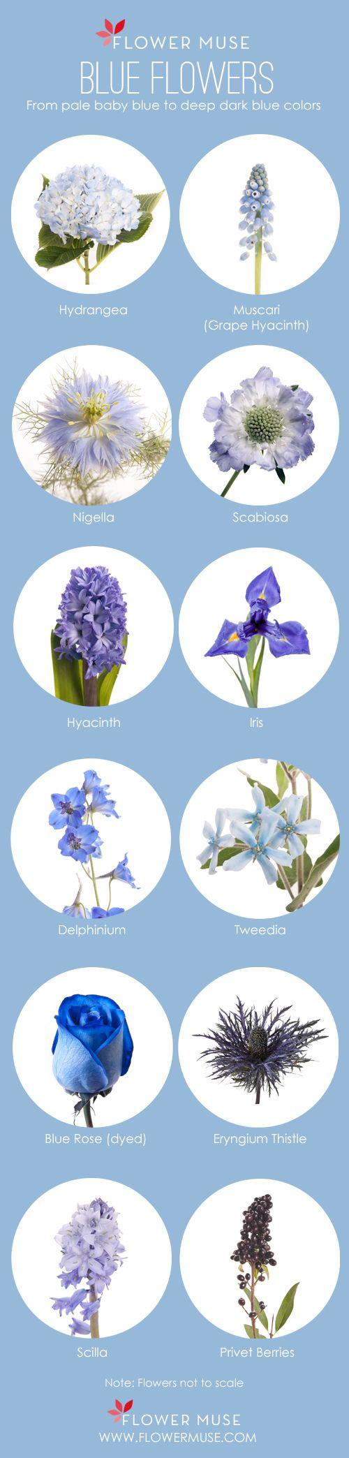 زفاف - Our Favorite: Blue Flowers - Flower Muse Blog
