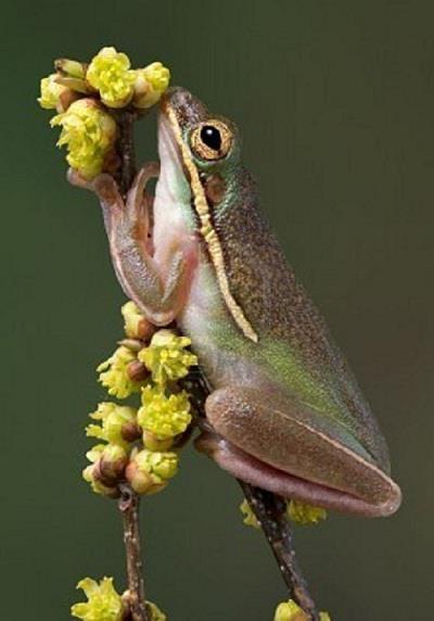 Wedding - A Green Tree Frog Appears To Be Sniffing The Budding Flowers..