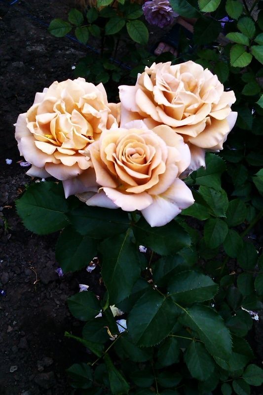 Mariage - 'Honey Dijon ' Rose Photo