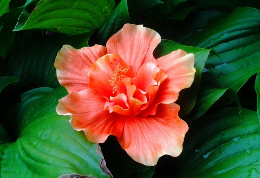 Wedding - TROPICAL HAIR FLOWER, Hawaiian Orange Hibiscus, Brida, Hair Clip, Silk Flower, Wedding Accessory, Flower Headpiece, Fascinator,Beach Wedding
