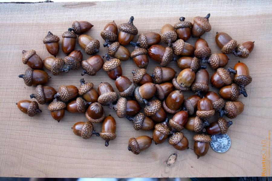 Mariage - Large Acorns with affixed caps - Preserved with Shellac - Autumn decorations, DIY Rustic Wedding supplies - Autumn Wedding- Clean & dried
