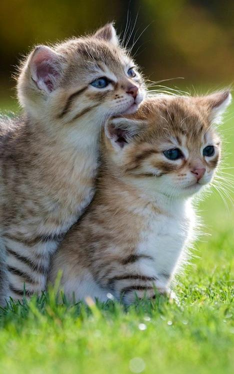زفاف - Cute cats