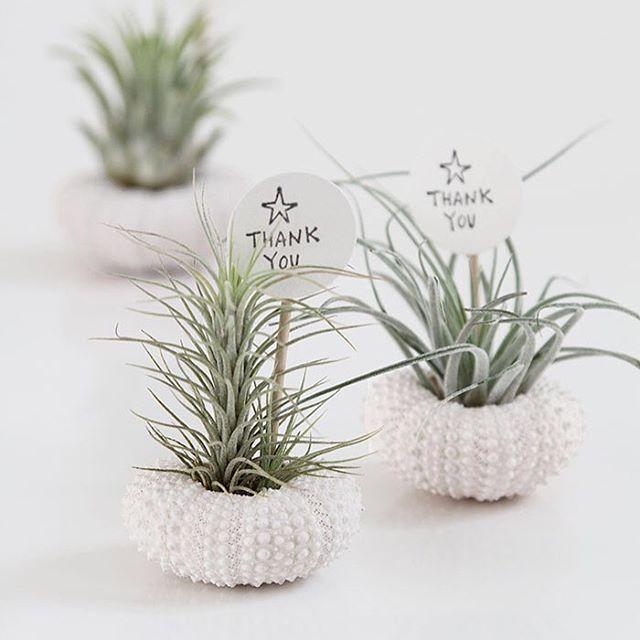 Свадьба - Modern Wedding Australia On Instagram: “They're Called 'air Plants' And They're The Super Low Maintenance Plant, Perfect For Wedding Favours! See How Easy It Is To Make These Cute…”