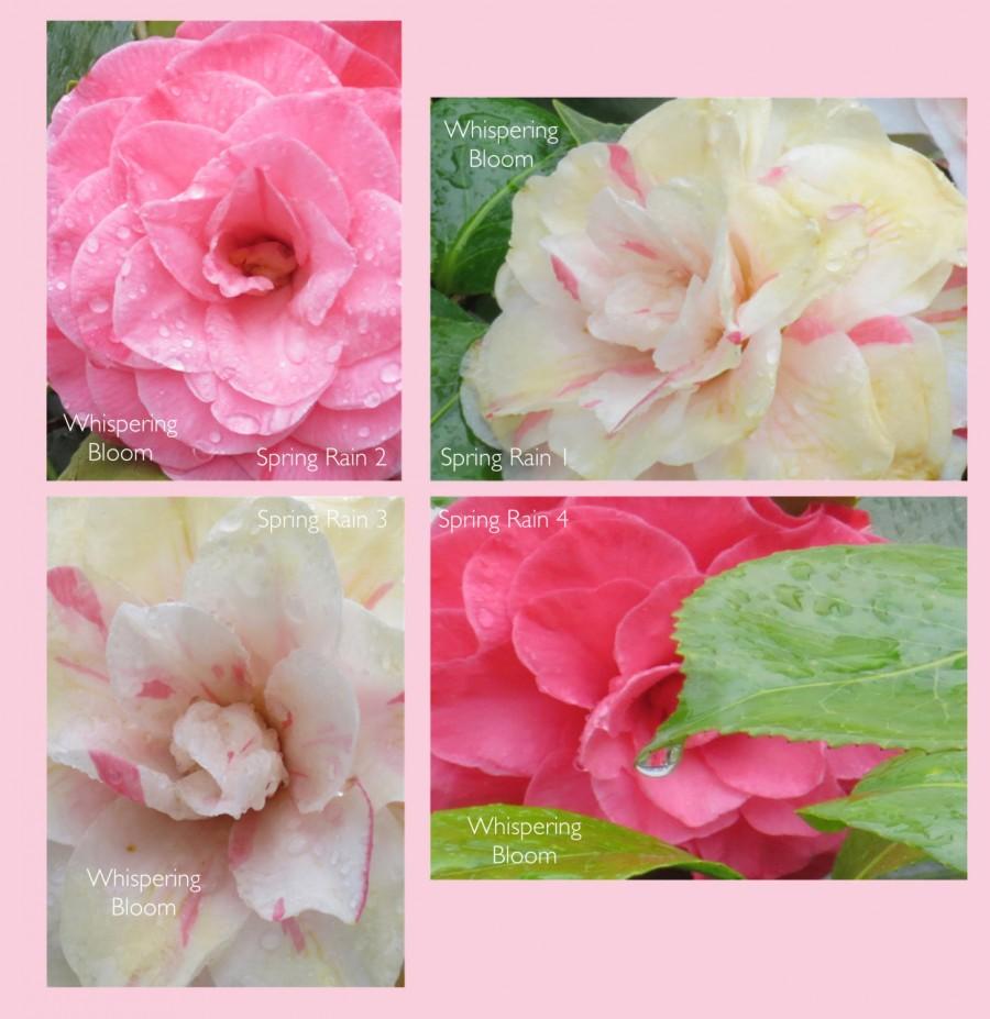 زفاف - Note Card Set / Greeting Card Set - Camellia Pink and White Flowers - "Spring Rain"