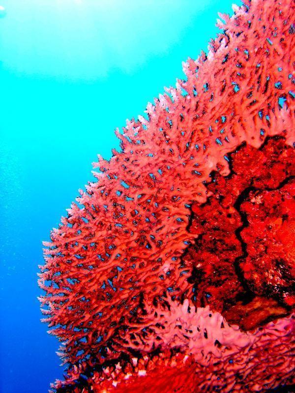 Wedding - New Model Predicts Where Corals Can Thrive