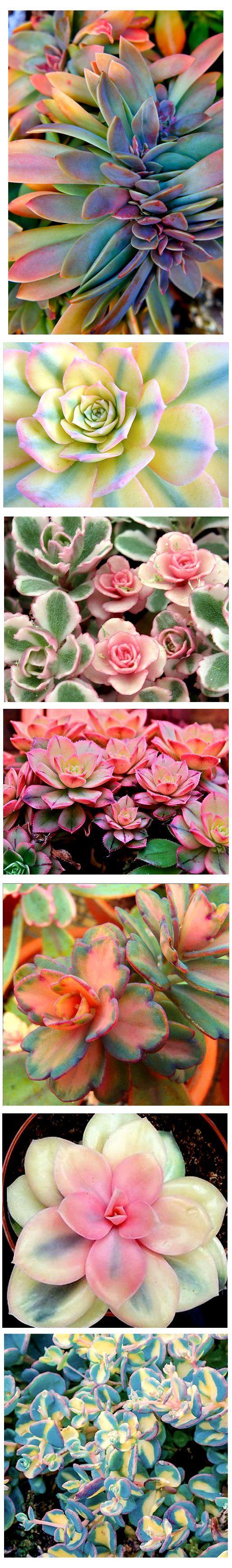 Hochzeit - Variegated Succulents . Are These Real??? Would Love To Have Some Of These