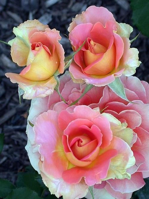 Hochzeit - Rose Garden