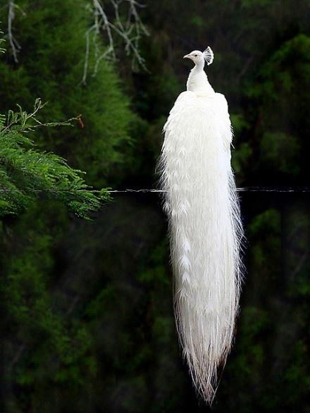 Mariage - White Peacock