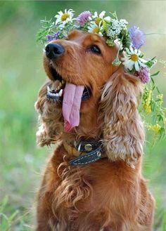 Свадьба - 30 Dogs Who Were In The Wedding