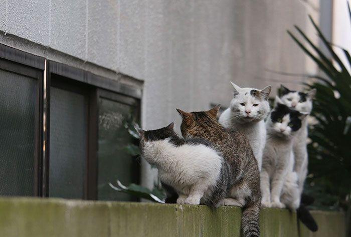 Свадьба - Tokyo’s Stray Cats