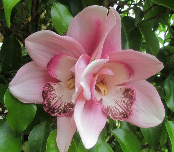 Mariage - Hawaiian  PINK Two Orchids hair flower clip - weddings-