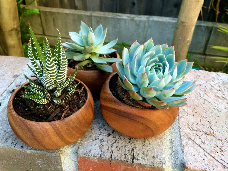 Wedding - Earthy Echeveria Trio in acacia bowl - Succulents (Zebra, Green, Mint) for Mother's day