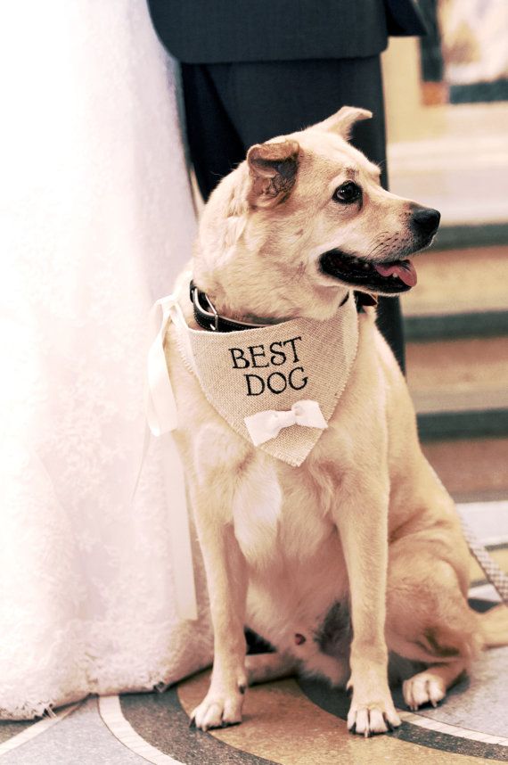 زفاف - Ivory Best Dog Boy Bowtie Dog Collar Bandana Rustic Burlap Wedding Photo Prop