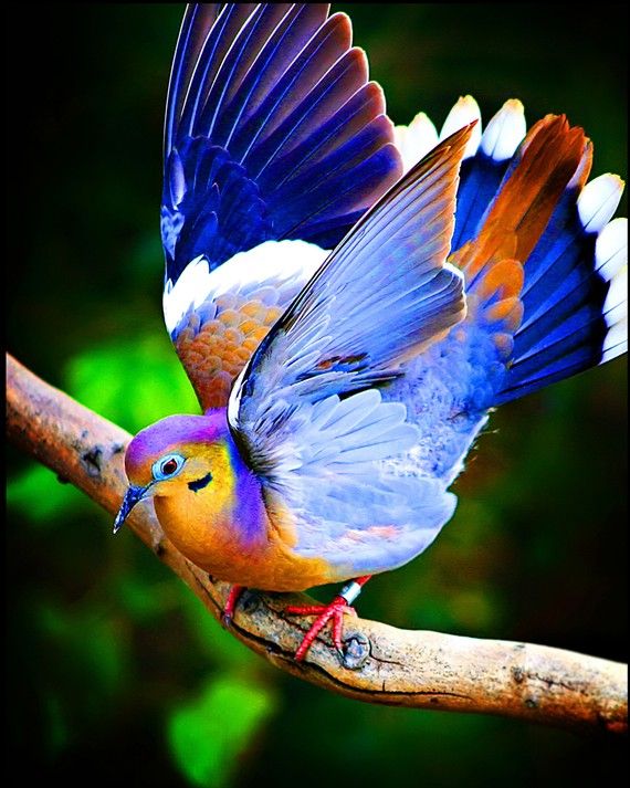 Свадьба - Feathers And Fancy - Colorful Bird Photography - Wings Dove - Nature - Decorative Print