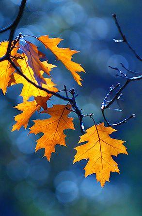 زفاف - Which Color Of Autumn Matches Your Spirit?