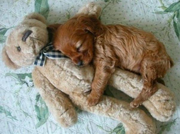 زفاف - 20 Puppies Cuddling With Their Stuffed Animals During Nap Time