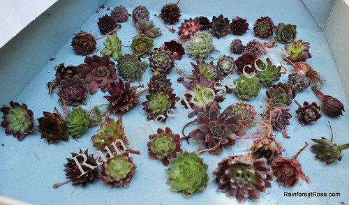 Свадьба - 25 Sempervivum chicks Assorted 25 different cultivars -Rosette Succulents Plants for wine corks favors