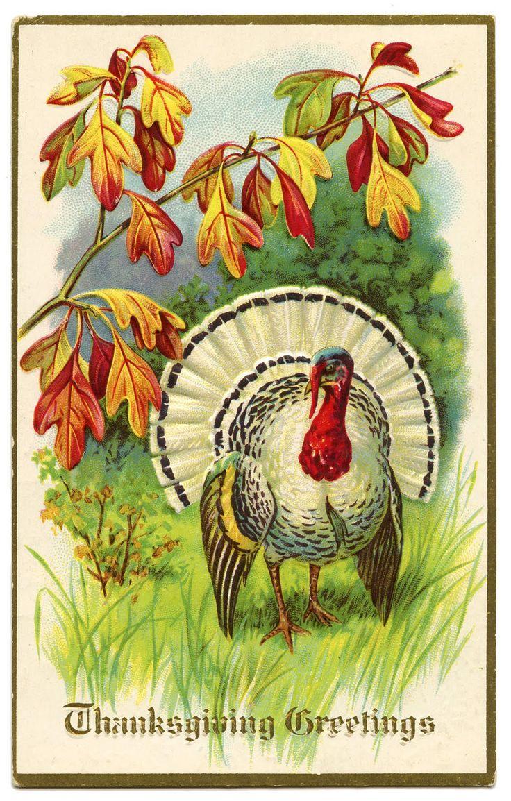 Hochzeit - Vintage Thanksgiving Clip Art - White Turkey
