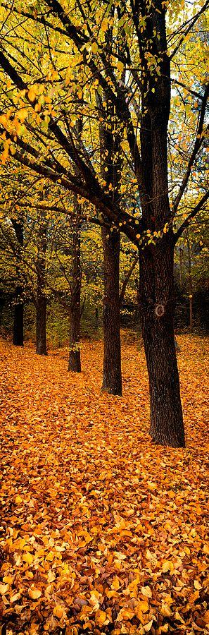 Hochzeit - Autumn Trees, Victoria B120P • Christian Fletcher Photo Images