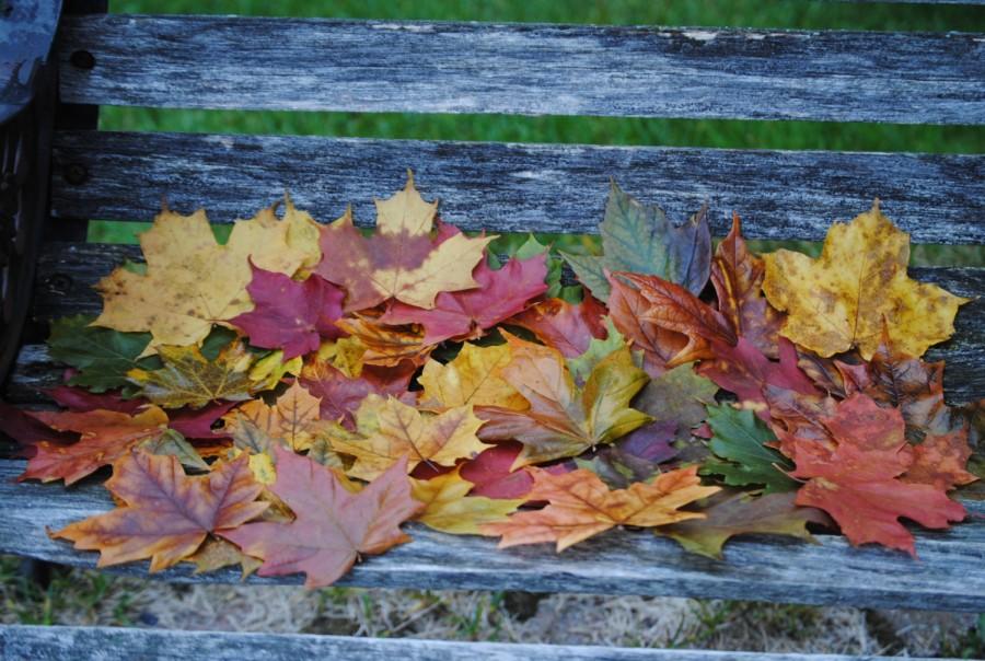 Свадьба - REAL MAPLE LEAVES. Preserved Maple Leaves, Fall Decor, Wedding Decoration.,