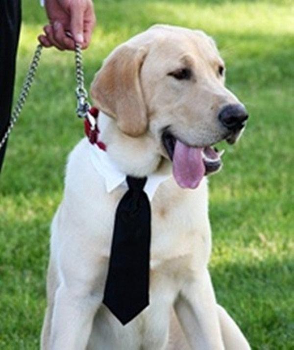 زفاف - Neck Tie Wedding Wear For Dogs