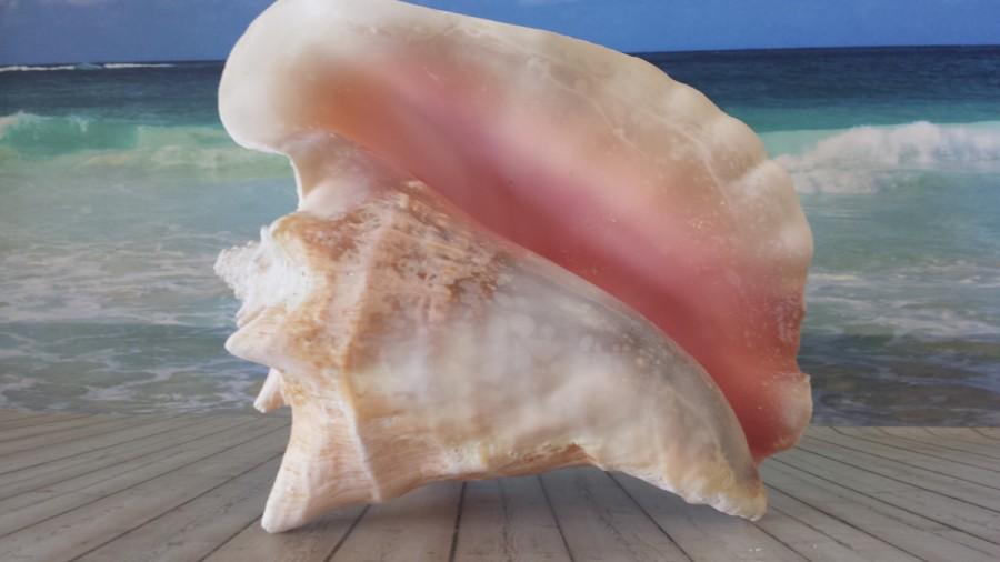 Mariage - Large Conch shell 9"-10" beach decor beach wedding shells nautical wedding shell nautical decor nautical accents big beach shells large