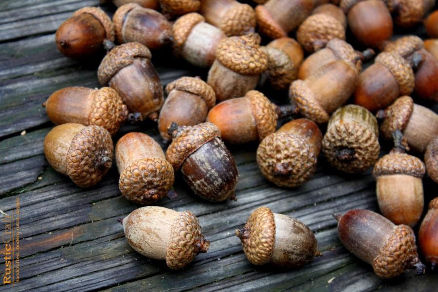 Свадьба - Acorns Large with Caps - Autumn crafts, decorations, DIY Rustic Wedding supplies- Vase Filler- Clean & dried- Best acorns
