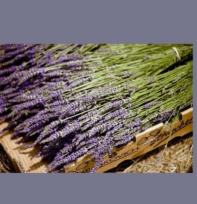Hochzeit - 500 Stems of French Lavender