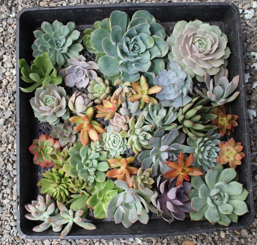 Свадьба - 15 Large pieces of Succulent Cuttings. Perfect to make you own Wedding Centerpiece, Bridal Bouquet, Cake Topping, Place Setting etc
