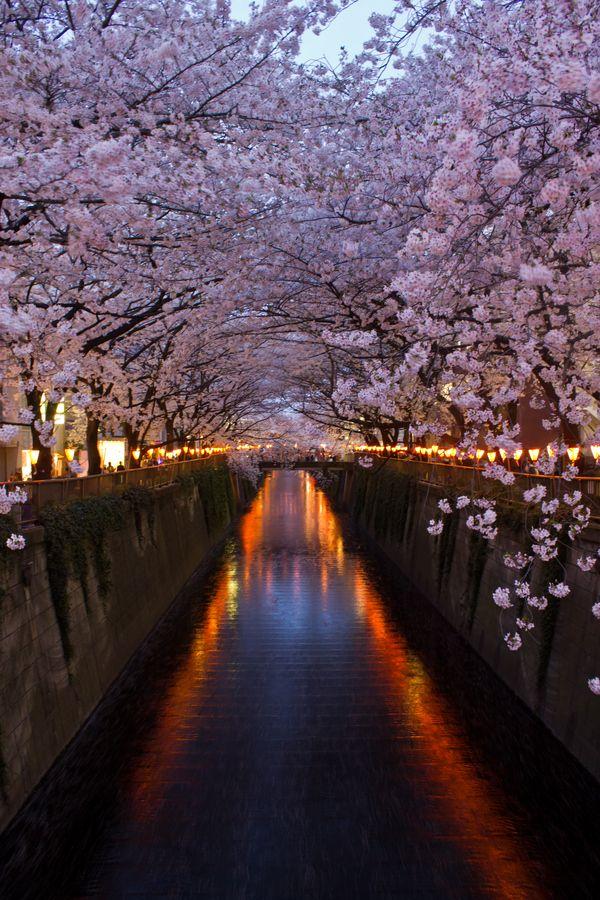 زفاف - Cherry Blossom @ Meguro River