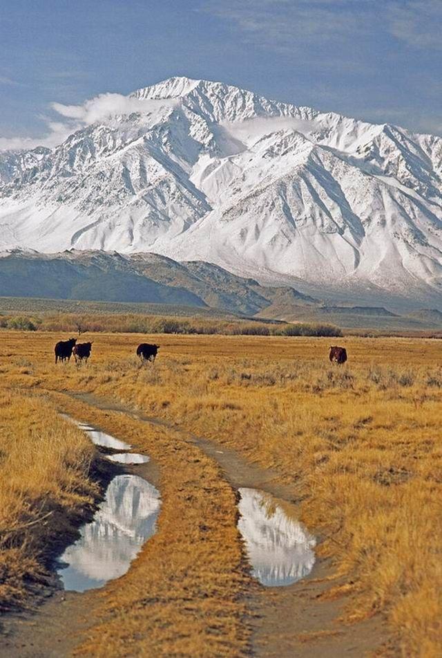 زفاف - Cattle Graze In Pastures Below Mount