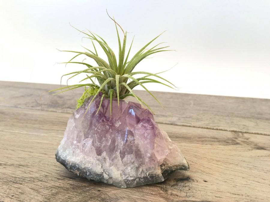 Wedding - Amethyst with air plant (Tillandsia)//Desk Accessories// Holiday Gift// Crystal // Boho// Decor // gift // holiday / crystal healing /nature