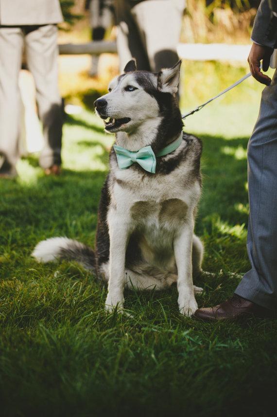 Wedding - Pale Mint Dog Collar with Removable Layered Bow Tie