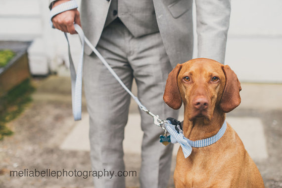 زفاف - Blue and White Seersucker Bow Tie For Dog Collar with Optional Leash