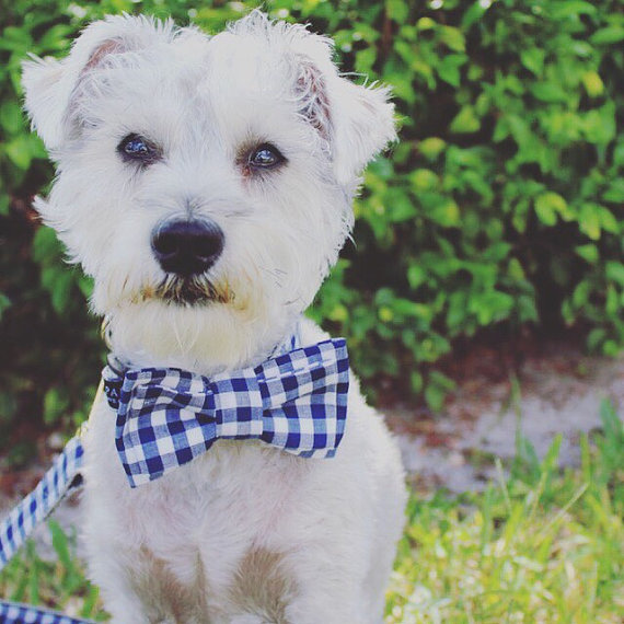 Mariage - Dog Bow Tie in Navy and White Gingham