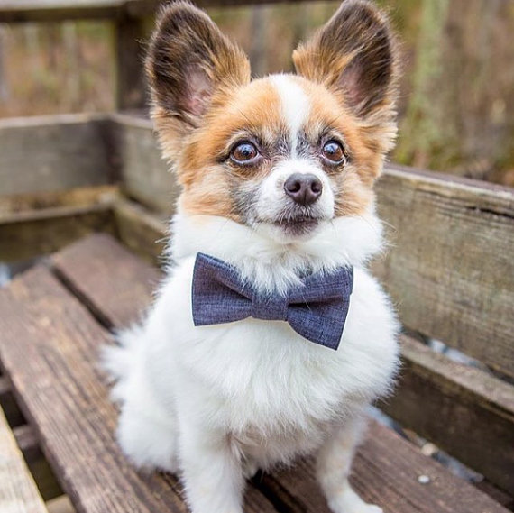 Wedding - Gray Suit Dog Bow Tie - Optional Matching Dog Collar Dog Leash