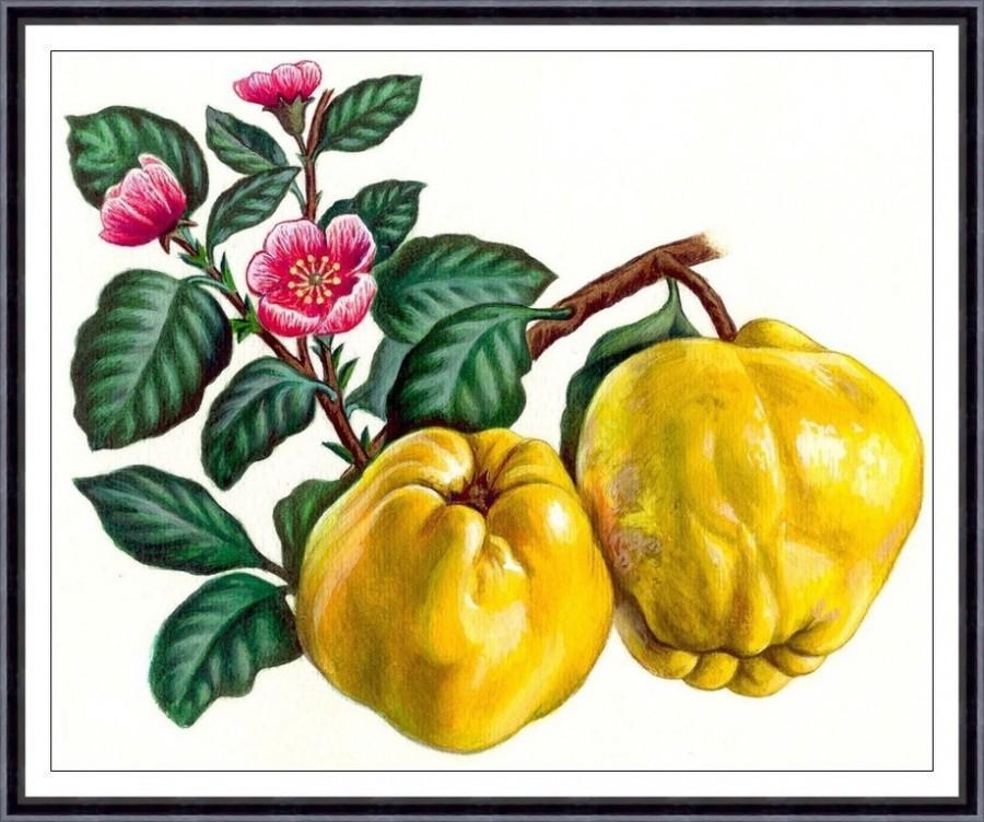 زفاف - Fruit print,fruit painting, botanical art print , Apple,kitchen decor,kitchen wall art 