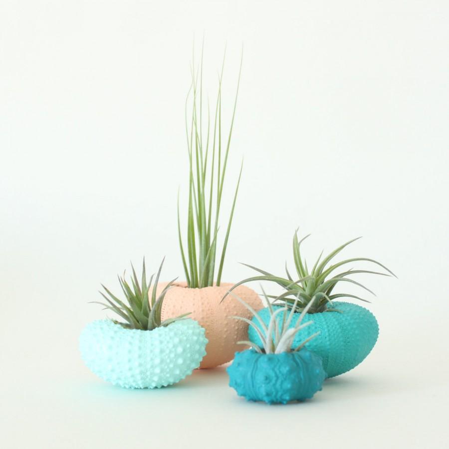 Свадьба - Teeny Tiny Air Plant Urchin Planter Set with Air Plants  -  Peach, Teal, Aqua, Greens, Blues, Apricot