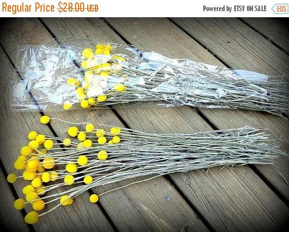 Mariage - Sale Save 20% 25 craspedia-dried naturally-Long stem-Craspedia-Billy Balls-Billy Buttons-Dried Yellow Wedding Flowers-Bundle of 25