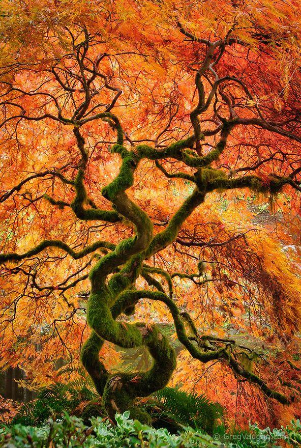 Hochzeit - Laceleaf Maple Tree In Japanese Garden 